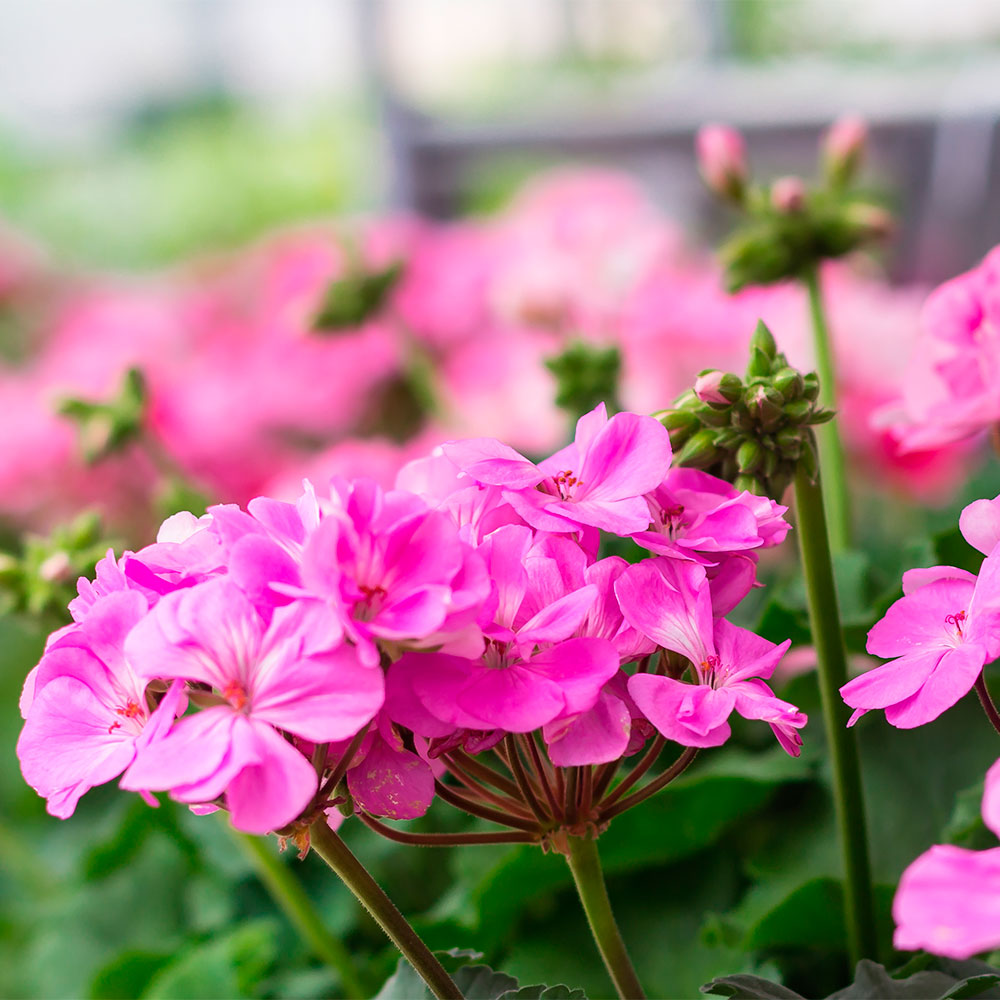 óleos Essenciais Notre Aromatic