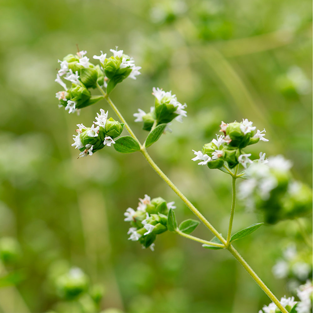 óleos Essenciais Notre Aromatic